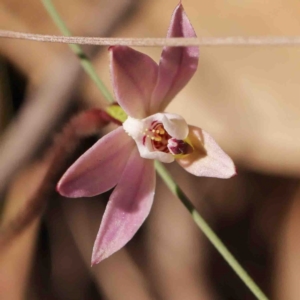 Caladenia fuscata at O'Connor, ACT - suppressed