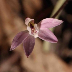 Caladenia fuscata at O'Connor, ACT - suppressed