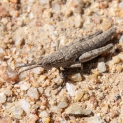 Coryphistes ruricola (Bark-mimicking Grasshopper) at Booth, ACT - 3 Sep 2024 by SWishart