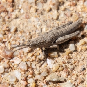 Coryphistes ruricola at Booth, ACT - 3 Sep 2024