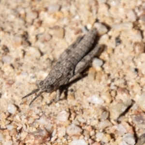 Coryphistes ruricola at Booth, ACT - 3 Sep 2024