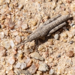 Coryphistes ruricola at Booth, ACT - 3 Sep 2024