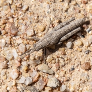 Coryphistes ruricola at Booth, ACT - 3 Sep 2024