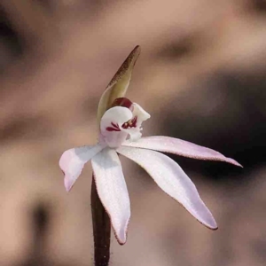 Caladenia fuscata at O'Connor, ACT - 4 Sep 2024