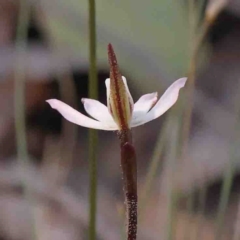 Caladenia fuscata at O'Connor, ACT - 4 Sep 2024