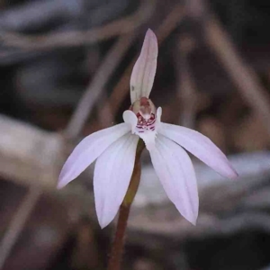 Caladenia fuscata at O'Connor, ACT - 4 Sep 2024