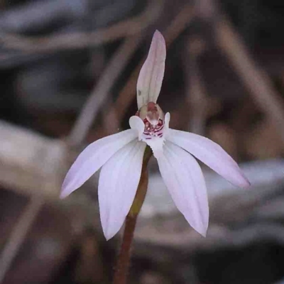 Caladenia fuscata (Dusky Fingers) at O'Connor, ACT - 4 Sep 2024 by ConBoekel