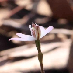 Caladenia fuscata at O'Connor, ACT - 4 Sep 2024