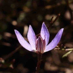 Cyanicula caerulea at Bruce, ACT - suppressed