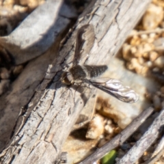 Aleucosia sp. (genus) (Bee Fly) at Booth, ACT - 3 Sep 2024 by SWishart