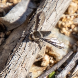 Aleucosia sp. (genus) at Booth, ACT - 3 Sep 2024