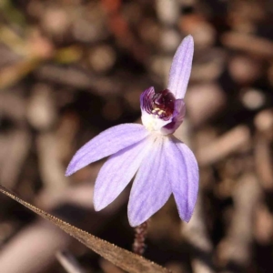 Cyanicula caerulea at Bruce, ACT - 4 Sep 2024