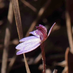 Cyanicula caerulea at Bruce, ACT - suppressed