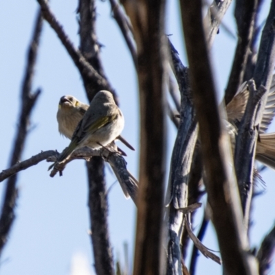 Ptilotula fusca (Fuscous Honeyeater) at Booth, ACT - 3 Sep 2024 by SWishart