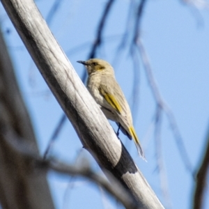 Ptilotula fusca at Booth, ACT - 3 Sep 2024