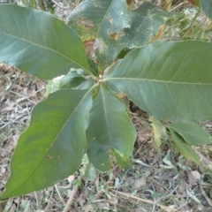 Notelaea ovata at Lake Conjola, NSW - 4 Sep 2024 by plants