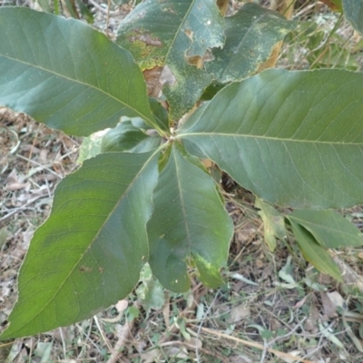 Notelaea ovata at Lake Conjola, NSW - 4 Sep 2024 by plants