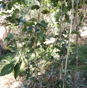 Notelaea ovata at Lake Conjola, NSW - 4 Sep 2024 09:13 AM