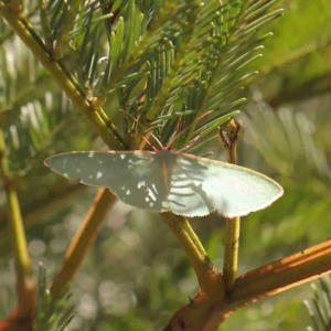 Chlorocoma assimilis at O'Connor, ACT - 4 Sep 2024 12:49 PM