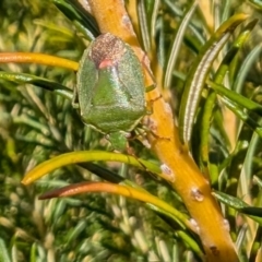 Ocirrhoe lutescens (A shield bug) at Yass River, NSW - 3 Sep 2024 by SenexRugosus