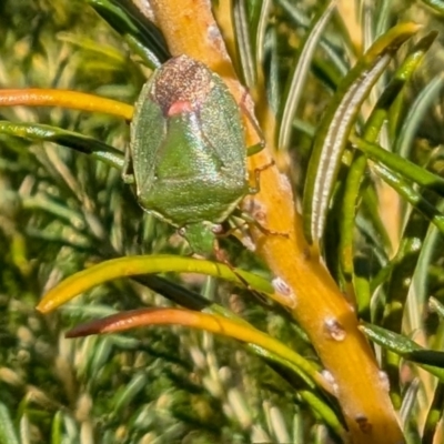 Ocirrhoe lutescens (A shield bug) at Yass River, NSW - 4 Sep 2024 by SenexRugosus