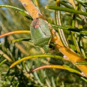 Ocirrhoe lutescens at Yass River, NSW - 4 Sep 2024 09:21 AM