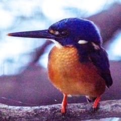 Ceyx azureus (Azure Kingfisher) at Bundaberg North, QLD - 11 Jun 2024 by Petesteamer