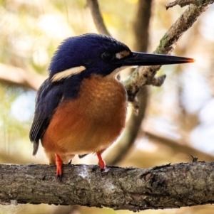 Ceyx azureus at Bundaberg North, QLD - 12 Jun 2024