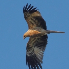 Haliastur sphenurus (Whistling Kite) at Bundaberg North, QLD - 14 Jun 2024 by Petesteamer