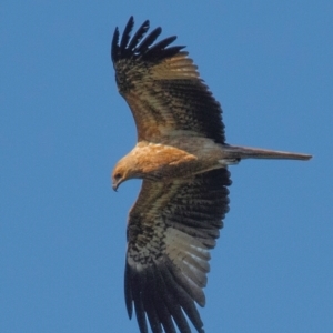 Haliastur sphenurus at Bundaberg North, QLD - 15 Jun 2024 08:50 AM