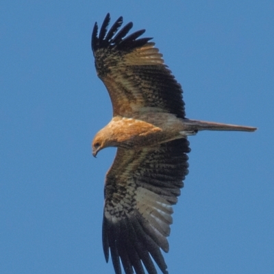 Haliastur sphenurus (Whistling Kite) at Bundaberg North, QLD - 14 Jun 2024 by Petesteamer