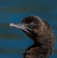 Phalacrocorax sulcirostris at Bundaberg North, QLD - 10 Jun 2024 11:51 AM