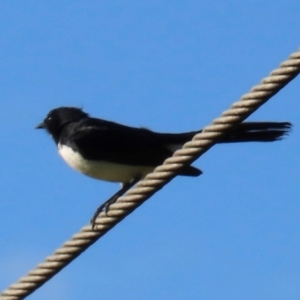 Rhipidura leucophrys at Kangaroo Valley, NSW - 5 Sep 2024