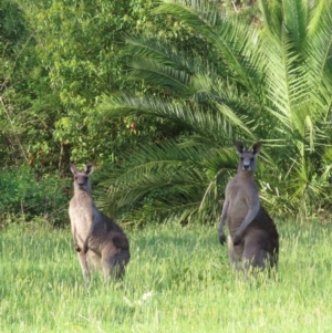 Macropus giganteus at Kangaroo Valley, NSW - 5 Sep 2024