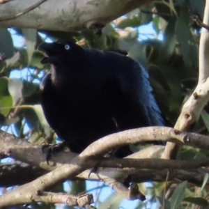 Corvus coronoides at Kangaroo Valley, NSW - 5 Sep 2024