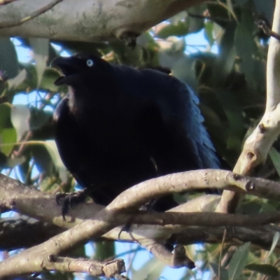 Corvus coronoides (Australian Raven) at Kangaroo Valley, NSW - 5 Sep 2024 by lbradley