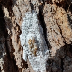 Unidentified Psyllid, lerp, aphid or whitefly (Hemiptera, several families) at Ipswich, QLD - 3 Sep 2024 by LyndalT