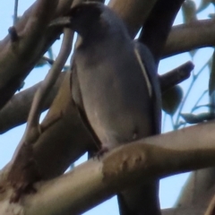 Coracina novaehollandiae (Black-faced Cuckooshrike) at Kangaroo Valley, NSW - 5 Sep 2024 by lbradley