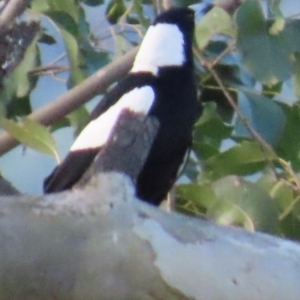 Gymnorhina tibicen at Kangaroo Valley, NSW - suppressed