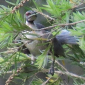 Philemon corniculatus at Kangaroo Valley, NSW - 5 Sep 2024