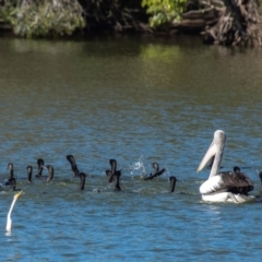 Anhinga novaehollandiae (Australasian Darter) at Bundaberg North, QLD - 10 Jun 2024 by Petesteamer