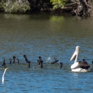 Anhinga novaehollandiae at Bundaberg North, QLD - 10 Jun 2024