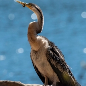 Anhinga novaehollandiae at Bundaberg North, QLD - 10 Jun 2024