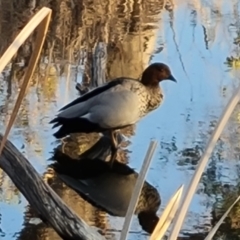 Chenonetta jubata (Australian Wood Duck) at O'Malley, ACT - 5 Sep 2024 by Mike