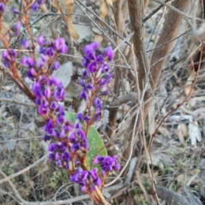 Hardenbergia violacea at O'Malley, ACT - 5 Sep 2024 04:53 PM