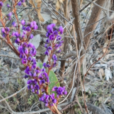 Hardenbergia violacea (False Sarsaparilla) at O'Malley, ACT - 5 Sep 2024 by Mike