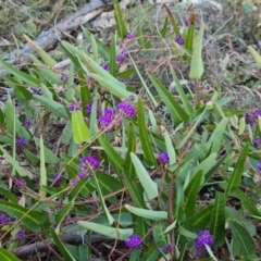 Hardenbergia violacea at O'Malley, ACT - 5 Sep 2024 04:53 PM