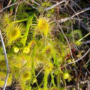 Drosera gunniana at O'Malley, ACT - 5 Sep 2024 04:35 PM