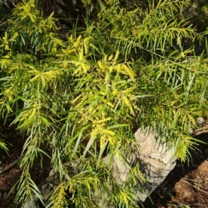 Acacia floribunda at O'Malley, ACT - 5 Sep 2024