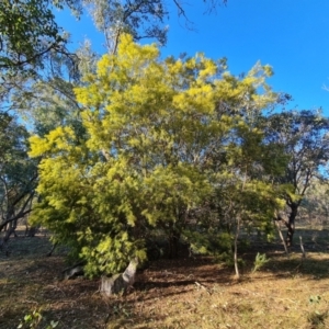 Acacia floribunda at O'Malley, ACT - 5 Sep 2024